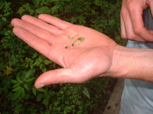 jewelweed seeds.jpg